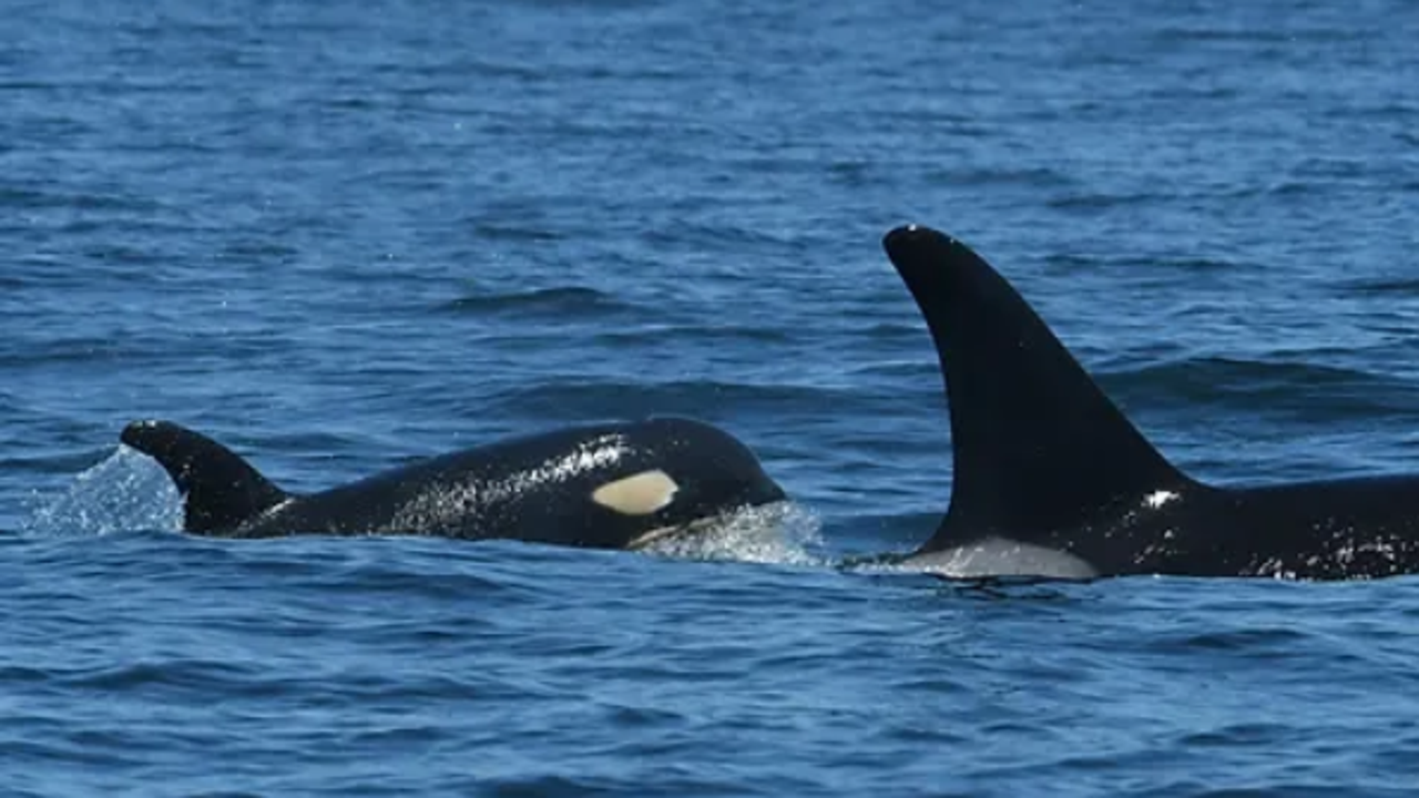 Not one, but two orca calves return with endangered Southern Residents ...