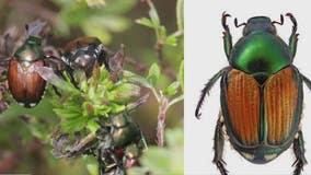 Invasive Japanese beetles found in Yakima County