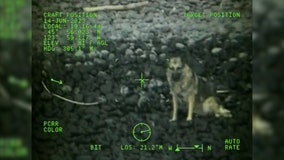 VIDEO: Dog fell from 300ft cliff near Cannon Beach, rescued by Coast Guard