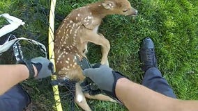 Watch: Ohio officer rescue fawn trapped in soccer net