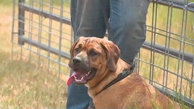 Thurston County Sheriff hopes to address animal abuse and control with new job proposal