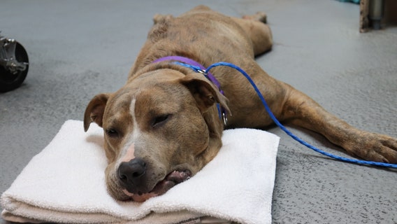 Pit bull with missing tailbone, 3 abandoned cats in Pierce County