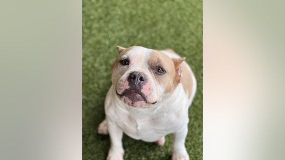 Puyallup shelter offers free adoptions until Saturday