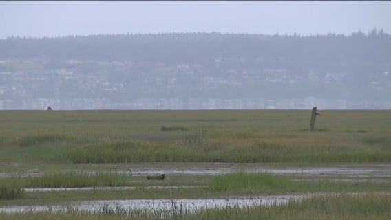 Stillaguamish Tribe begins massive restoration plan for neglected salmon habitat