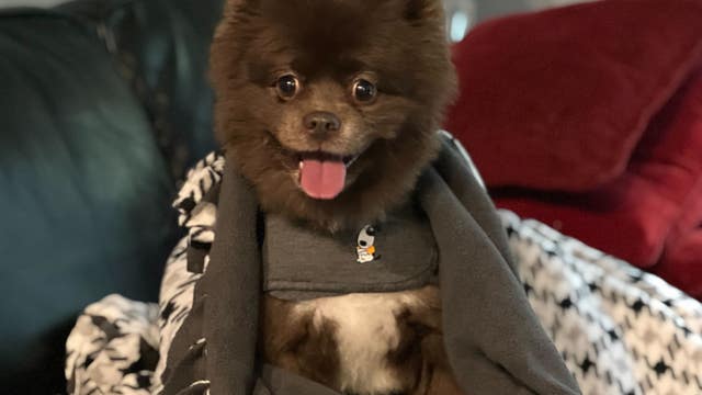 How to keep your pets safe and calm during Fourth of July celebrations