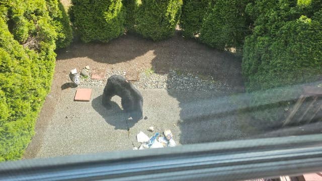 WDFW: Black bear spotted in Snohomish County neighborhood