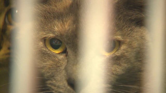 Scammers target families missing their pets in Everett