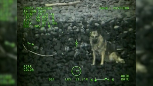 VIDEO: Dog fell from 300ft cliff near Cannon Beach, rescued by Coast Guard