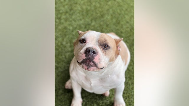 Puyallup shelter offers free adoptions until Saturday