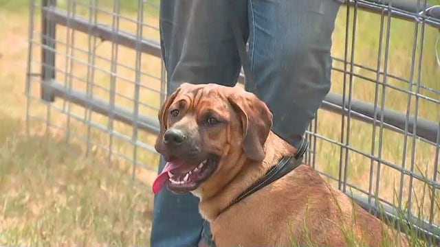 Thurston County Sheriff hopes to address animal abuse and control with new job proposal