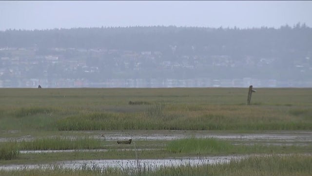 Stillaguamish Tribe begins massive restoration plan for neglected salmon habitat