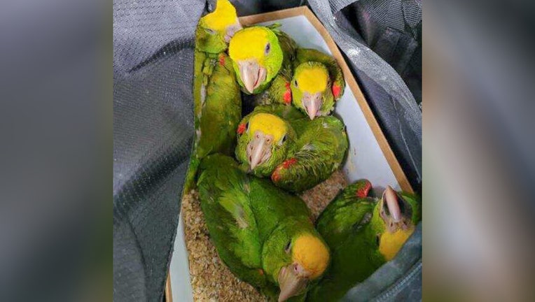 parrots-cbp.jpg