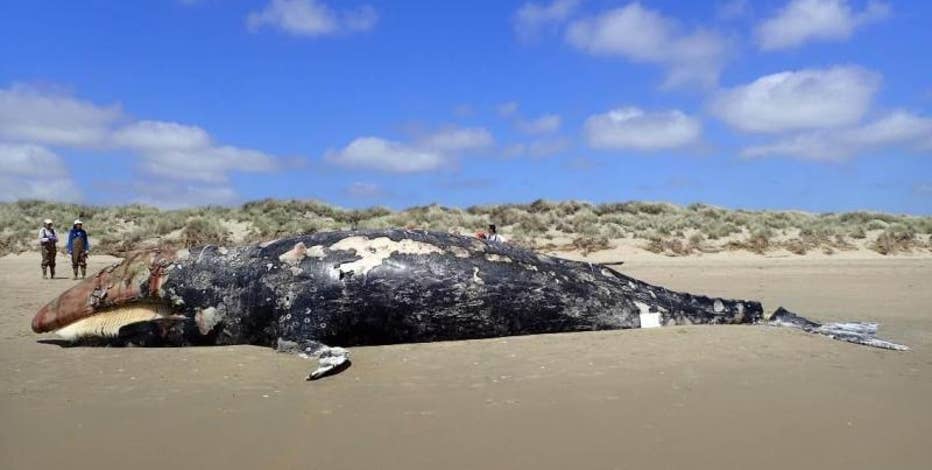 Five more gray whales found dead along Washington's coast