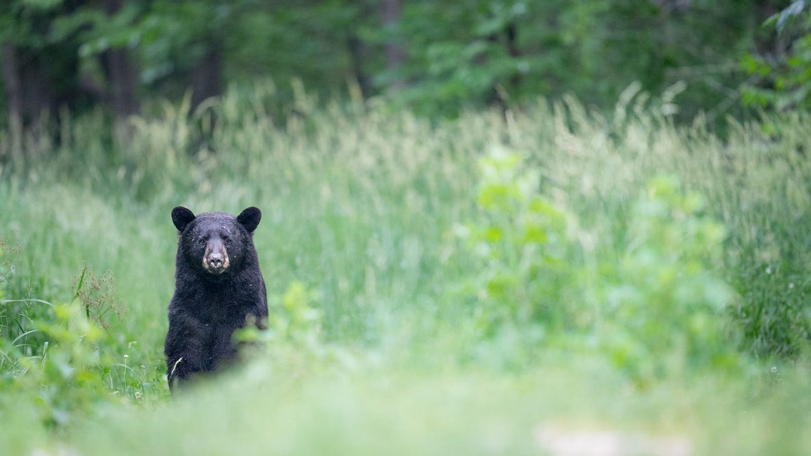 Black bear attack injures man, child near Bellingham, WA
