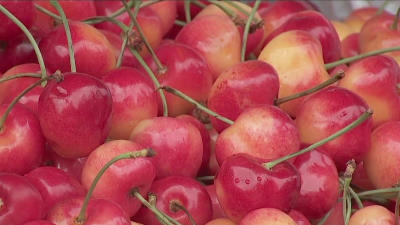 Washington cherry crop recovering from loss during 2022 cold snap