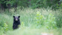 Black bear attack injures man, child near Bellingham, WA
