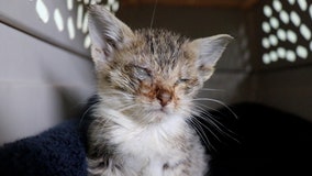 Over a dozen sick kittens in feces-filled box abandoned outside Tacoma shelter