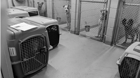 Tacoma Humane Society waiving adoption fees through weekend