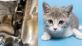 Kitten known as 'Spark Plug' injured in car engine makes full recovery and looking for a home