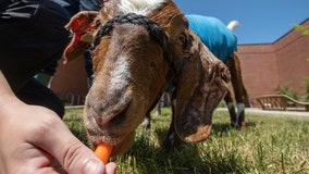 'She's a fighter': WSU vets help severely burned goat make full recovery