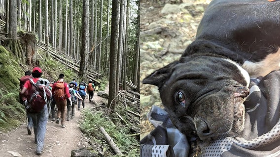 Rescue teams band together to save injured dog 2.7 miles into new Mailbox Peak trail
