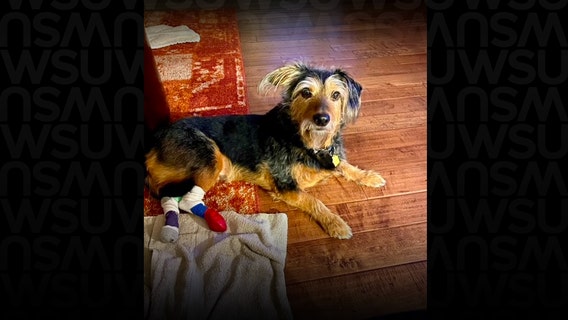 'The prognosis wasn’t good, but his spirit never died:' WSU Vets help dog walk again