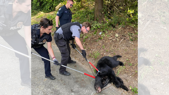 Officers rescue black bear cub found in ditch after being hit by car in Bellevue