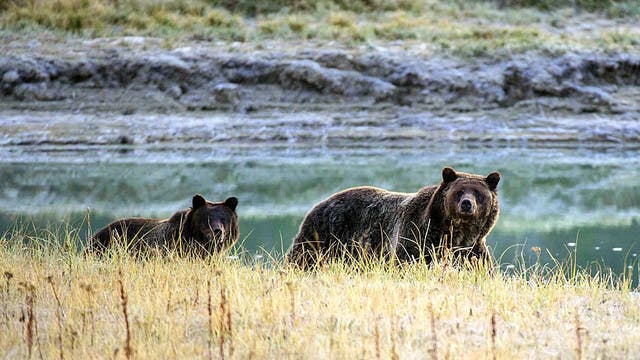 Woman dies after grizzly bear encounter near Yellowstone National Park