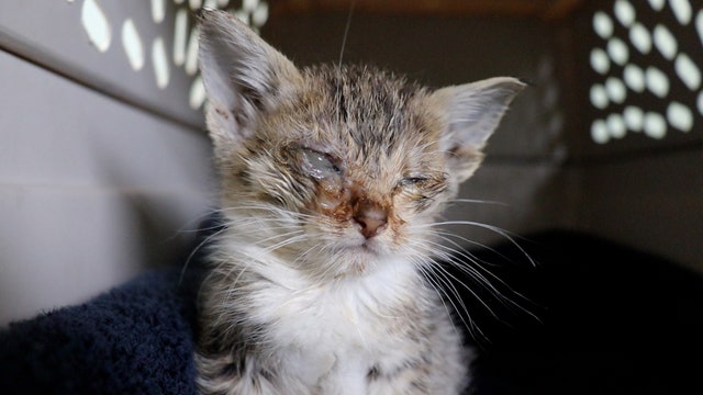 Over a dozen sick kittens in feces-filled box abandoned outside Tacoma shelter
