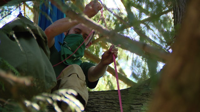 PHOTOS: Seattle activist climbs cedar tree 'Luma' in effort to keep it from being cut down