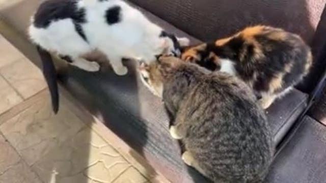 Edmonds man to return to Ukraine to help animals