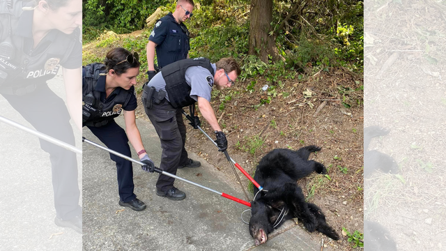 Officers rescue black bear cub found in ditch after being hit by car in Bellevue