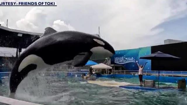 State official doesn't believe Tokitae will be back home in Puget Sound this year