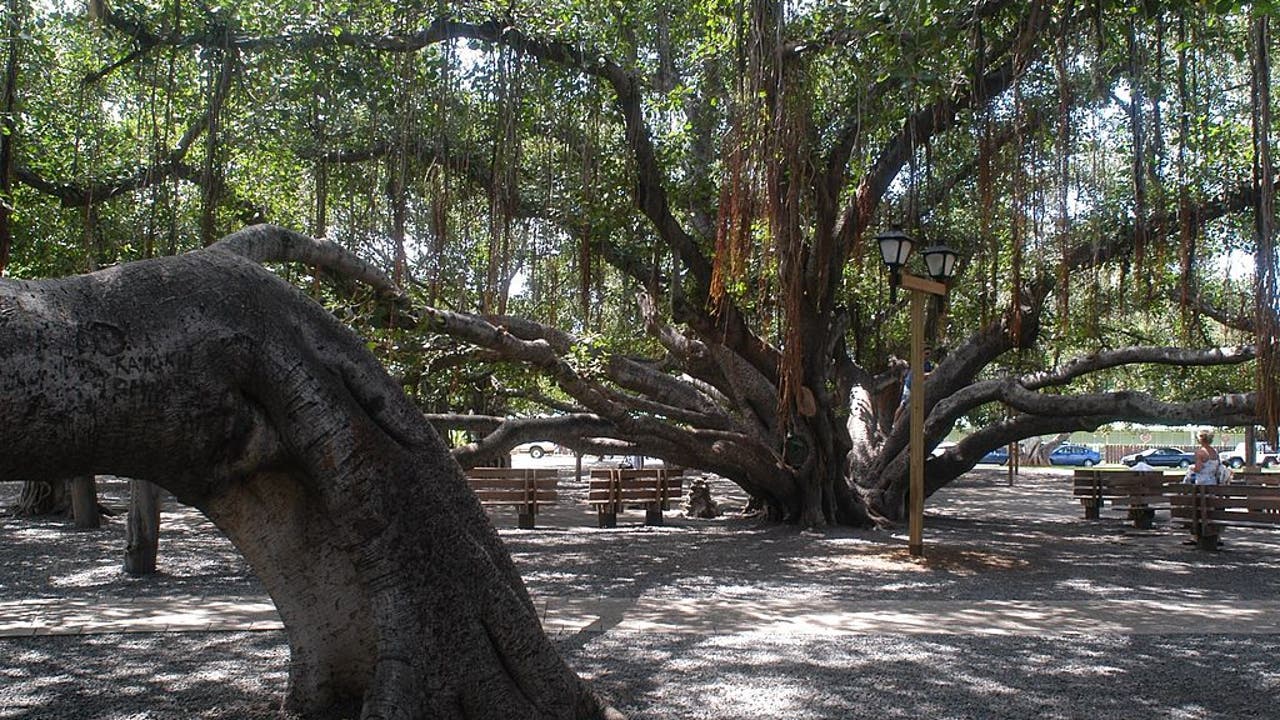 Maui fires Did Lahaina's historic banyan tree survive?