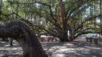 Maui fires: Did Lahaina's historic banyan tree survive?
