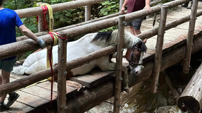 Horse rescued after getting stuck in rotted hole in wooden bridge