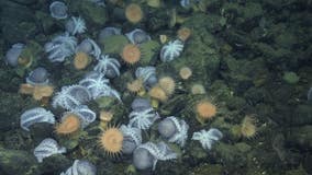 Stunning video: Rare 'Octopus Garden' discovered off California coast