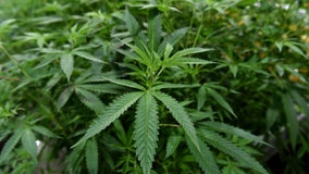 US health agency recommends loosening federal marijuana laws