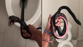 Hissing snake pulled from Arizona toilet in 'once-in-a-million' flush