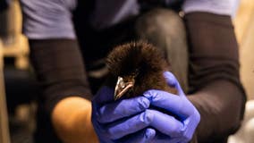 Seattle Aquarium welcomes adorable addition: A tufted puffling!