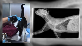 Tacoma Humane Society seeks help saving cat shot by .22 caliber gun