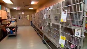 Adoption fees reduced at Tacoma humane society for 'Clear The Shelters' event