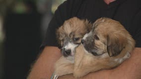 Motley Zoo helps puppies find forever homes during 'Day In Day Out' Festival in Seattle