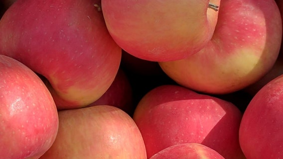 Washington State University unveils new apple variety: WA 64