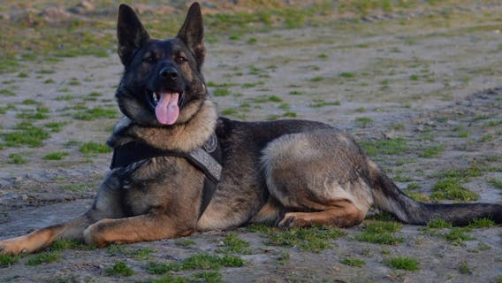 Carjacking suspect arrested in Kent with assistance from K9 Atena