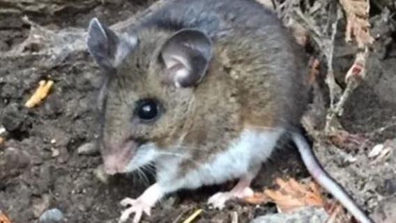 King County teen hospitalized due to hantavirus exposure