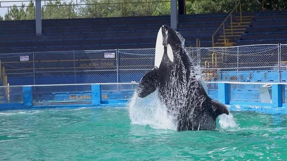 Tokitae's ashes to be returned to Lummi Nation