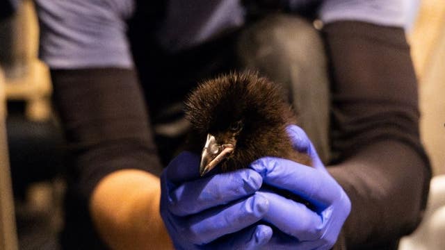 Seattle Aquarium welcomes adorable addition: A tufted puffling!