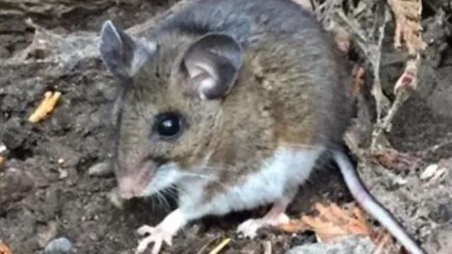 King County teen hospitalized due to hantavirus exposure