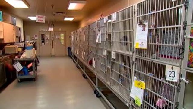 Adoption fees reduced at Tacoma humane society for 'Clear The Shelters' event